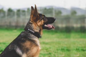 Siguranţă şi stil pe patru lăbuţe: K9România lansează noua linie de echipamente canine personalizabile