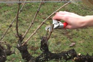 Agricultura pe înţelesul tuturor – Lucrări agricole în repausul vegetativ