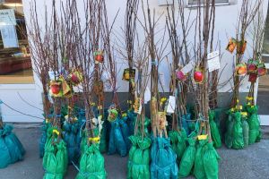 A început sezonul plantării de pomi fructiferi. Cât costă, cine sunt cumpărătorii