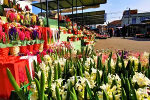 FOTO/VIDEO. Primăvara a ajuns în pieţele din Satu Mare: flori, seminţe şi pomi fructiferi la tarabe