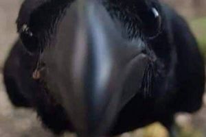 Pulsul Aradului. Din când în când. Pe curând