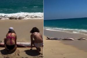 Fenomen rar: peşti ai „Apocalipsei”, eşuaţi pe o plajă: turiştii spun că e semn rău / video
