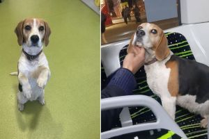 Căţel Beagle găsit într-un autobuz Tursib la Sibiu: stăpânii sunt aşteptaţi să îl revendice / foto