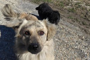 Săcelu: Recensământ al câinilor care aparţin localnicilor