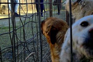 Aceeaşi firmă, singura interesată de gestionarea câinilor fără stăpân din Lugoj