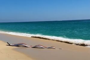 Descoperire neobişnuită: doi peşti uriaşi, prevestitori de cutremure, găsiţi pe o plajă din Mexic