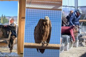FOTO. Primele exemplare de vultur sur au ajuns în România, după mai bine de 70 de ani de absenţă