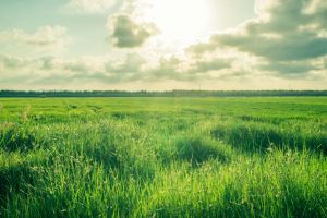 Primăria Lugoj pregăteşte un nou plan pentru pajiştile oraşului. Cetăţenii pot trimite propuneri