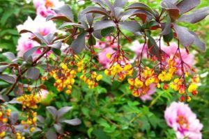 Cum va fi VREMEA până în 3 iunie, în Transilvania şi la munte. ANM a publicat prognoza meteo pentru următoarele două săptămâni