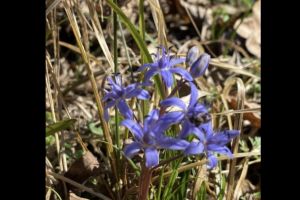 #ConstantaEsteBine: 11 martie 2026. Mercur, planeta comunicatiilor si a comerciantilor, este inca in tranzit retrograd in Pesti