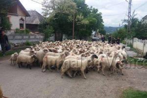 VIDEO: Boteitul oilor sau plecarea turmelor în munţi