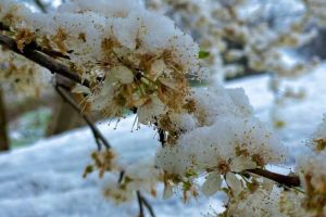 Val de aer polar în România, în luna martie. Se aşteaptă temperaturi de îngheţ
