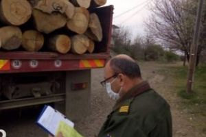 Garda Forestieră Focşani, sute de sancţiuni aplicate în urma controalelor din 2025