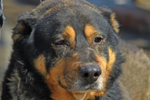 Se cere anularea contractului de gestionare a cainilor fara stapan din Macin. Cazul se judeca la Curtea de Apel Constanta 