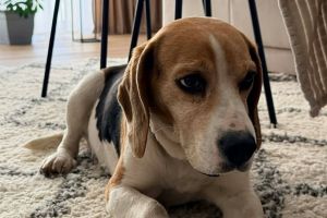 Poveste cu final fericit la Sibiu. Căţelul Beagle, găsit într-un autobuz Tursib, revendicat de stăpâni