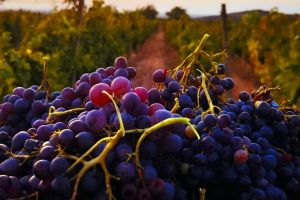 29 de producători duc mai departe tradiţia vinificaţiei în Podgoria Miniş–Măderat