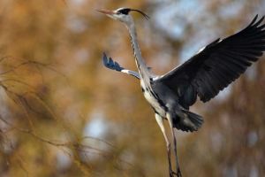 Englezii pun animale pe bancnote, în loc de personalităţi isorice. Vor vota preferinţele