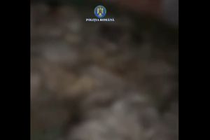 VIDEO. Știri Constanta: Descoperire socanta langa Culmea! Resturi de origine animala si deseuri periculoase abandonate pe un teren