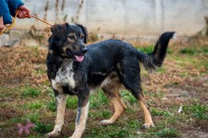 Plimbări cu căţeii, soare şi adopţii, în Ziua porţilor deschise la Adăpostul de câini de la Câmpul Frumos