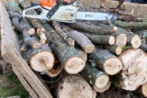 Doi tineri prinşi la taiat de arbori în pădure la Brateiu. Doar unul a fost reţinut