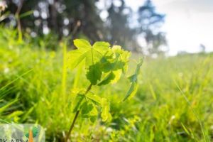 Programul „Poarta de Soare” continuă cu revitalizarea spaţiilor urbane din Sfântu Gheorghe