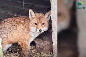 VIDEO O vulpe operată la Iaşi şi reabilitată la Focşani a fost eliberată în natură după luni de îngrijiri