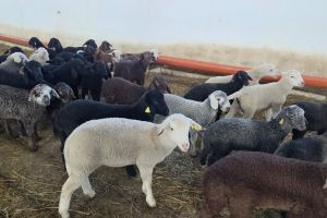 FOTO & VIDEO Cu cât se vând mieii pentru masa de Paşte la Botoşani. „Eu vă spun că acesta este preţul corect”