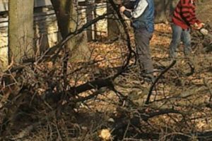 Corabia: Resturile vegetale rezultate din curăţenia de primăvară vor fi ridicate, gratuit, de operatorul de salubritate. Ce trebuie să facă oamenii