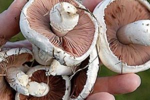 ALERTĂ DE PROPORȚII! Sute de persoane au fost OTRĂVITE din cauza unei ciuperci cumpărate din piaţă