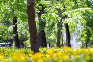 Contract de proiectare pentru trei noi parcuri în Timişoara