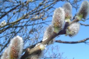 Vreme mai caldă decât normalul perioadei, în Dâmboviţa. Temperaturi de primăvară la Târgovişte