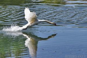 Lebădă cu gripă aviară, depistată în Oradea. Ce măsuri impune DSVSA