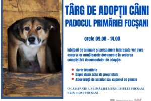 Vrei un căţeluş? Primăria Focşani organizează un Târg de adopţii la padocul de la Goleşti