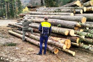 Controale în domeniul silvic. Sancţiunile depăşesc 40.000 de lei