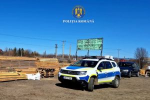 Tăieri ilegale de arbori în Braşov: peste 700 mc lemn confiscat şi amenzi de 126.000 lei în doar 3 zile!