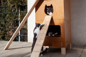 Sibiu devine mai prietenos cu pisicile fără stăpân: voluntarii vor să instaleze încă 10 căsuţe