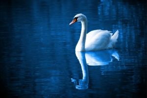 Alerta sanitar-veterinara in Bihor. Caz de gripa aviara confirmat la o lebada in Oradea