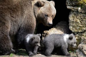 Turişti străini, între care şi un copil de 5 ani, salvaţi după o întâlnire cu o ursoaică şi puii ei, la Sinaia