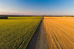 Agricultura în Târgu Mureş: un start promiţător pentru începători