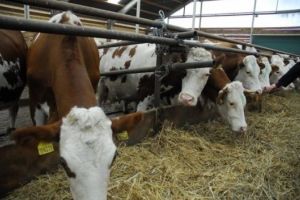 Vrei să înveţi cu să îţi cultivi pământul şi să creşti animale de fermă sănătos?  O poţi face la specializarea montanologie a Universităţii Valahia