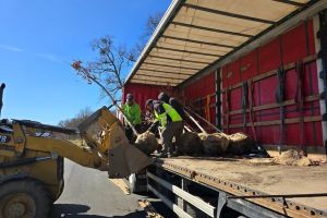 48 de arbori spectaculoşi plantaţi pe pe Theodor Aman,  de-a lungul  noii piste de biciclete