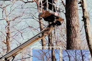 Muzeul ASTRA curăţă şi aranjează copacii de pe alei pentru siguranţa vizitatorilor