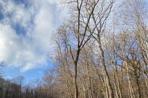 Luna Pădurii: Plantări în zona Valea Căstăilor şi în Parcul Industrial