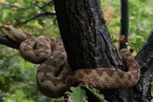 Șapte mituri despre vipera cu corn – Vipera Amodytes [Video]!