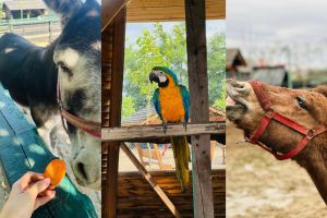 Blaga’s Farm îşi redeschide porţile: copiii şi părinţii sunt invitaţi să petreacă o după-amiază relaxantă printre animăluţe