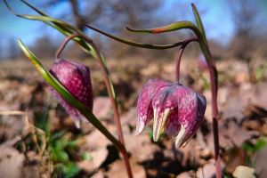 Au început să înflorească lalelele pestriţe în pădurea din Șesul Orheiului