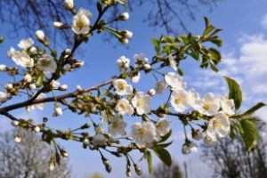 Cum va fi vremea de Florii şi de Paşte. Anunţul meteorologilor