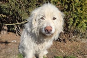 Blanca aşteaptă o familie adevărată la Braşov! Căţeluşă blândă cu blană lungă, salvată în Stupini