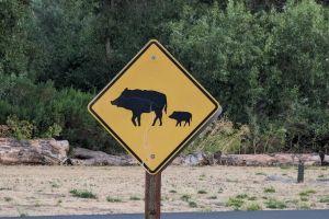 Bihorel: Pe la Sântandrei sunt mistreţi câţi vrei