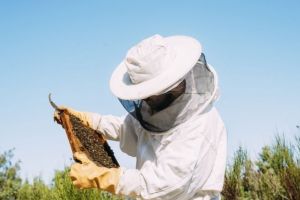 Apicultorii cer măsuri urgente de sprijin